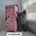 Om te boeken — Prachtige Britse korthaarkittens, Poes, Gechipt, 0 tot 2 jaar
