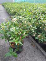 Viburnum tinus, Ophalen