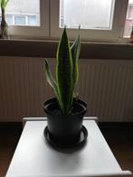 Sanseveria (langue féminine) 37 cm, magnifiquement entretenu, Enlèvement ou Envoi, Moins de 100 cm