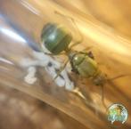 Reine des fourmis Oecophylla smaragdina, Animaux & Accessoires, Insectes & Araignées
