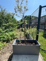 Plantes salix, Vaste plant, Bloeit niet, Halfschaduw, Ophalen
