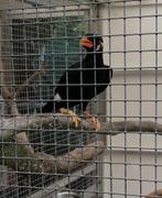 gezocht pop middel beo en koppel japanse nachtegalen, Dieren en Toebehoren, Geringd