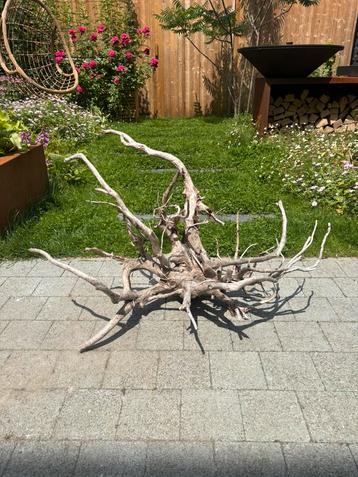 Prachtig stuk spiderwood beschikbaar voor biedingen