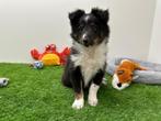 Shetland Sheepdog pups, 8 tot 15 weken, CDV (hondenziekte), Meerdere, Meerdere dieren