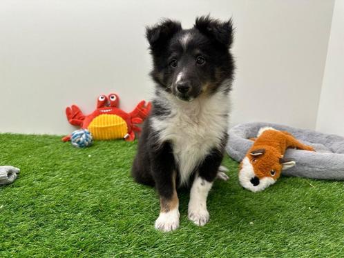 Shetland Sheepdog pups, Dieren en Toebehoren, Honden | Herdershonden en Veedrijvers, Meerdere dieren, Sheepdog, Fokker | Professioneel