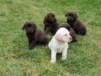 labrador pups bruin en beige, Parvo, België, 8 tot 15 weken, Labrador retriever