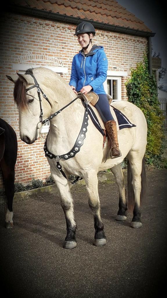 Prachtige kruising Fries, Dieren en Toebehoren, Paarden
