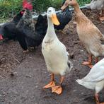 Bonte indische loopeend, Dieren en Toebehoren, Pluimvee