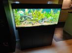 Juwel rio 180 incl. meubel, externe filter en verwarming, Animaux & Accessoires, Poissons | Aquariums & Accessoires, Enlèvement