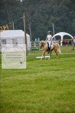 Lieve 7jarige D-pony, Dieren en Toebehoren, Pony's, Gechipt, Ruin, L, 7 tot 10 jaar