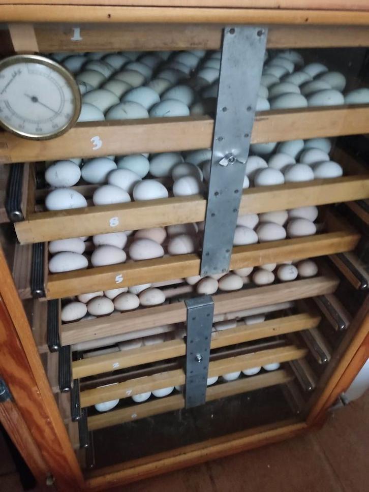 pluimvee, Dieren en Toebehoren, Pluimvee, Kip, Geslacht onbekend