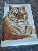 grote posters wilde dieren : panter,tijger,wolf, Verzamelen, Ophalen, Nieuw