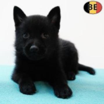 Schipperke - Belgisch speelse pups te koop  beschikbaar voor biedingen
