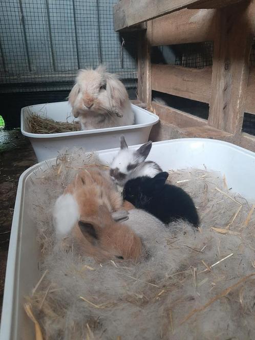 Baby dwerg konijntjes, Dieren en Toebehoren, Konijnen, Dwerg, Hangoor