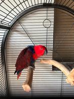 Edelpapegaai, Dieren en Toebehoren, Tam