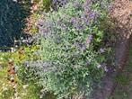 Grote plant nepeta ,/ kattenkruid, Tuin en Terras, Planten | Tuinplanten, Ophalen, Vaste plant