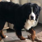 Berner sennen, Pays-Bas, Un chien, 1 à 2 ans, Chien (mâle)