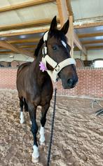 springpaard gezocht!!, Springpaard