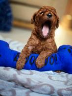 Poedel puppy's, Dieren en Toebehoren, Poedel, België, Fokker | Hobbymatig, Meerdere dieren