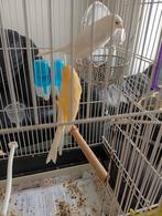 Ik verkoop een koppel vogels, een geel mannetje en een wit v, Dieren en Toebehoren, Vogels | Kanaries, Zangkanarie