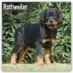 Rottweiler puppykalender 2018, Nieuw, Ophalen of Verzenden, Jaarkalender