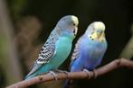 grasparkieten, Dieren en Toebehoren, Vogels | Parkieten en Papegaaien, Parkiet, Geringd
