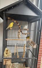 Vogelkooi groot + 2 kanaries + 3 grasparkieten & benodgheden, Dieren en Toebehoren