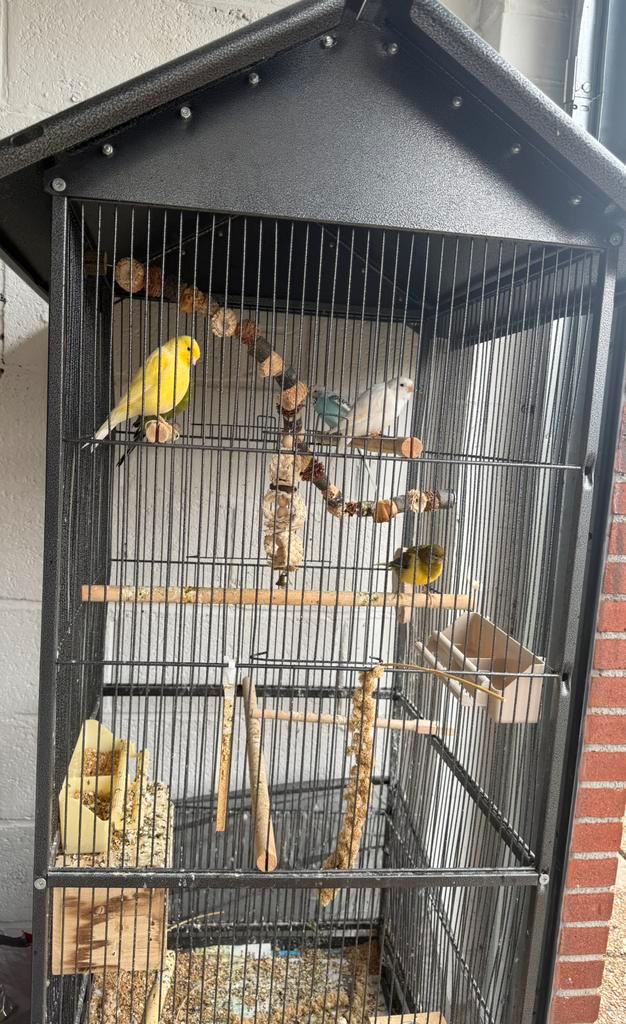 Vogelkooi groot + 2 kanaries + 3 grasparkieten & benodgheden, Dieren en Toebehoren, Vogels | Parkieten en Papegaaien