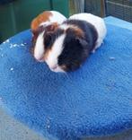 Cavia beertjes, Dieren en Toebehoren, Knaagdieren, Mannelijk, Cavia, Tam