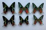 Urania vlinders, Verzamelen, Ophalen of Verzenden, Zo goed als nieuw, Insect, Opgezet dier