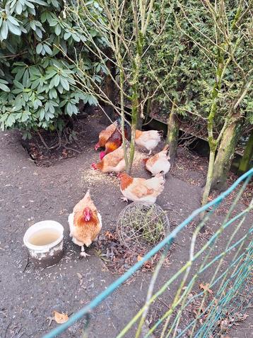Marans tarwe broedeieren, Dieren en Toebehoren