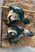 Blauw gele ara, Dieren en Toebehoren, Meerdere dieren, Papegaai, Geringd