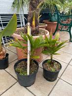 Palmboom (winterhard), Tuin en Terras, Ophalen, Palmboom