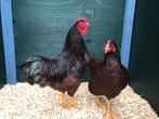 Jonge tamme Rhode Island Red kriel kippen hennen gesekst, Dieren en Toebehoren, Pluimvee, Vrouwelijk, Kip