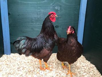 Jonge tamme Rhode Island Red kriel kippen hennen gesekst, Dieren en Toebehoren, Pluimvee, Vrouwelijk, Kip