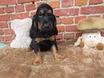Nieuw nestje engelse cocker pups, Dieren en Toebehoren, Honden | Retrievers, Spaniëls en Waterhonden, België, CDV (hondenziekte)