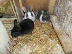 Dwergkonijnen, Meerdere dieren, Dwerg