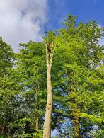 Castor Boomverzorging, Tuin en Terras, Ophalen