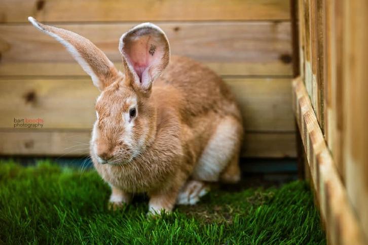 Vlaamse reus geel konijn voedster, Dieren en Toebehoren, Konijnen, Groot, Vrouwelijk, 0 tot 2 jaar