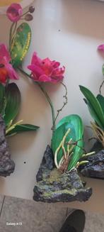 Orchidées Lucky Reptile roses 30 cm, Enlèvement ou Envoi, Neuf, Branche, Plante, Roche ou Pierre