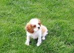 Cavalier king charles, Dieren en Toebehoren, Honden | Retrievers, Spaniëls en Waterhonden, België, CDV (hondenziekte), 8 tot 15 weken