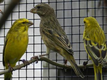 Zwavelgele Dikbekcini x Mexicaanse Roodmus, Dieren en Toebehoren, Vogels | Overige Vogels