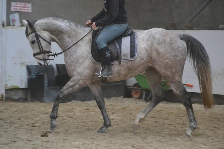 Prachtige lieve schimmel, Dieren en Toebehoren, Paarden, Merrie, B, 160 tot 165 cm, 3 tot 6 jaar, Recreatiepaard