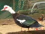 Femelle canard de barbarie 2024, Dieren en Toebehoren, Pluimvee, Vrouwelijk, Eend