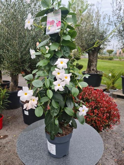 Dipladenia piramide wit, Tuin en Terras, Planten | Tuinplanten, Ophalen