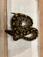 Python regius, Dieren en Toebehoren, Ophalen