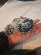 Jolies pyrrhuras apprivoisées