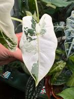 Alocasia Frydek Panaché, Enlèvement