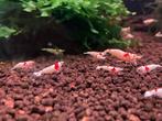 Pure red line, Dieren en Toebehoren, Vissen | Aquariumvissen, Kreeft, Krab of Garnaal, Zoetwatervis, Schoolvis