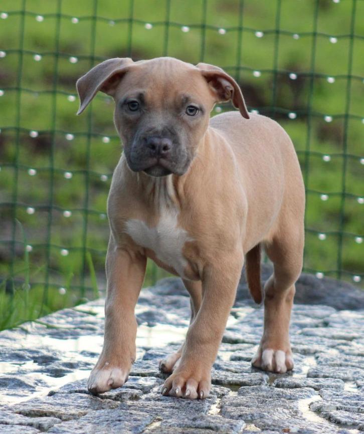 Amerikaanse Stafford pups, Dieren en Toebehoren, Honden | Jack Russells en Terriërs, Meerdere dieren, American Staffordshire Terriër